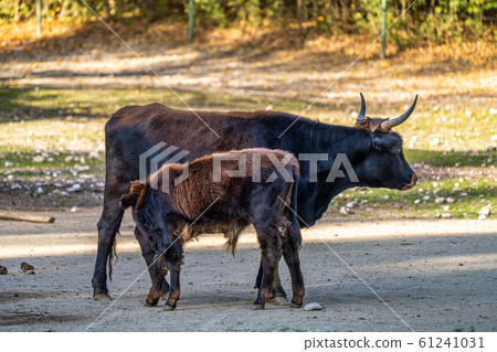 Heck cattle, Bos primigenius taurus or aurochs in 61241031