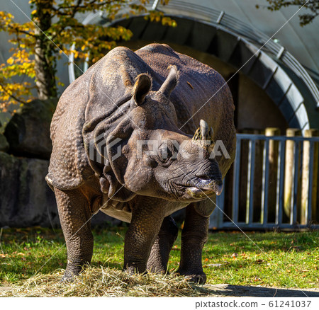 The Indian Rhinoceros, Rhinoceros unicornis aka 61241037