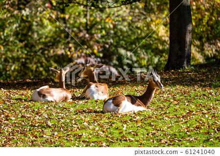 Dama gazelle, Gazella dama mhorr or mhorr gazelle 61241040