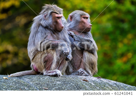 The hamadryas baboon, Papio hamadryas is a species The hamadryas baboon, Papio hamadryas is a species 61241041