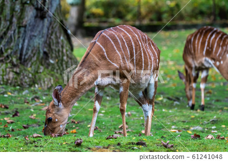 Nyala Antelope - Tragelaphus angasii. Wild life 61241048