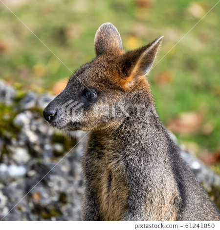 Swamp Wallaby, Wallabia bicolor, is one of the Swamp Wallaby, Wallabia bicolor, is one of the 61241050