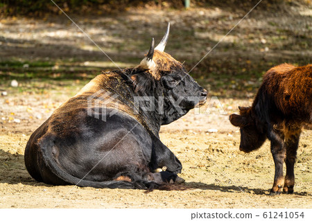 Heck cattle, Bos primigenius taurus or aurochs in Heck cattle, Bos primigenius taurus or aurochs in 61241054