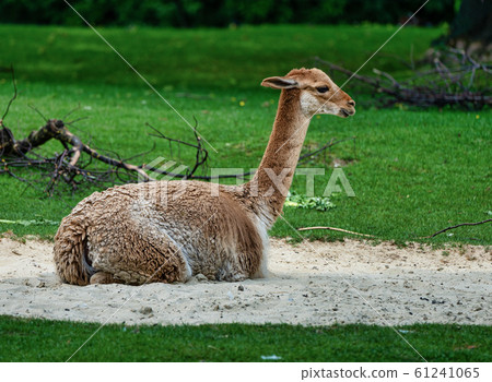 Vicunas, Vicugna Vicugna, relatives of the llama 61241065