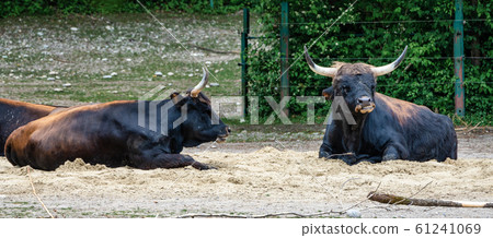 Heck cattle, Bos primigenius taurus or aurochs in Heck cattle, Bos primigenius taurus or aurochs in 61241069