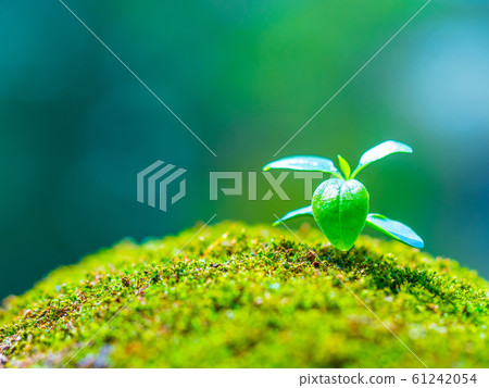 Plant seedling Plant seedling 61242054