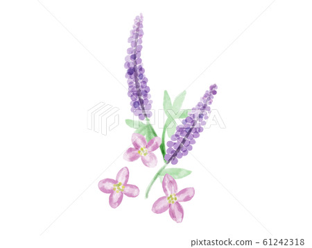 Lupine and dogwood 61242318