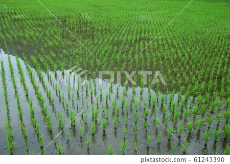水稻 61243390
