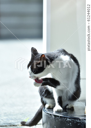 wildcat wildcat 61244012