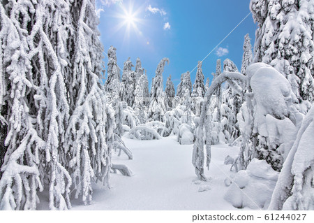 Winter forest in Lapland .trees in the snow Winter forest in Lapland .trees in the snow 61244027