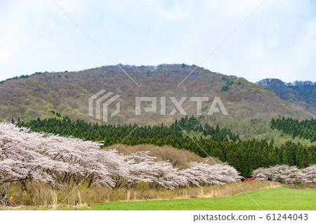 Cherry blossoms at Mt.Yakurai in northern Miyagi Cherry blossoms at Mt.Yakurai in northern Miyagi 61244043