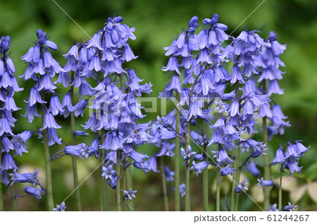 Tsurigane suisen 61244267