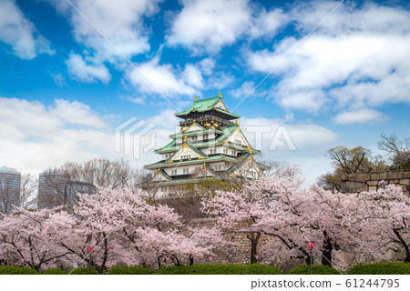 Osaka Castle with Japanese cherry blossom garden 61244795