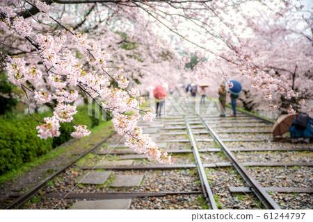 People enjoy spring season at Keage incline with 61244797