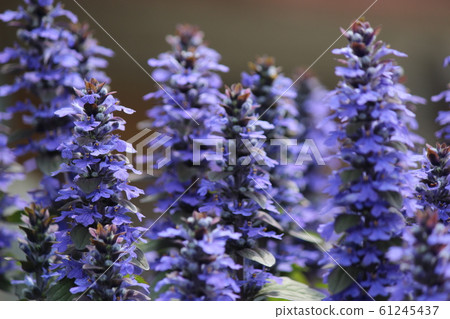 Radix Angelicae花 Radix Angelicae花 61245437