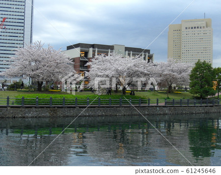 Cherry blossom trees Minato Mirai 61245646