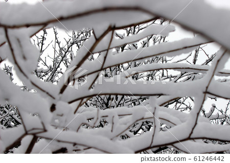 View throught snow covered twigs View throught snow covered twigs 61246442