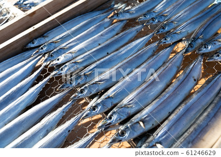 Dried sword fish 61246629