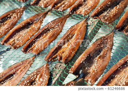 Morin在秋刀魚上曬乾 Morin在秋刀魚上曬乾 61246686