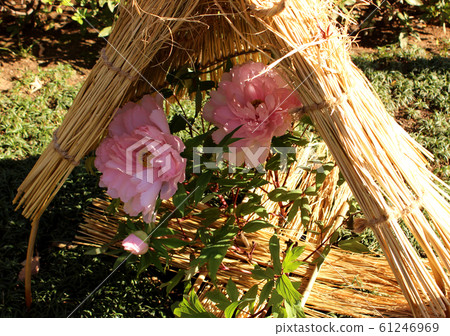 Pink winter peony at Ueno Toshogu Shrine Botanen in full bloom in the straw enclosure (1) 61246969