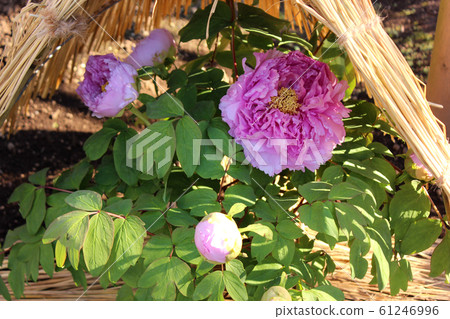 Pink winter peony at Ueno Toshogu Shrine Botanen (4) 61246996