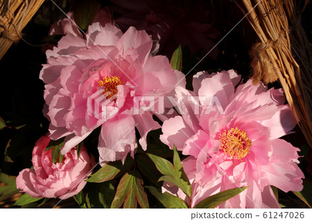 Pink winter peonies at Ueno Toshogu Shrine in full bloom in the straw enclosure (4) Pink winter peonies at Ueno Toshogu Shrine in full bloom in the straw enclosure (4) 61247026