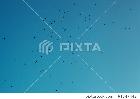 Flock of crows silhouettes fly in blue sky Flock of crows silhouettes fly in blue sky 61247442