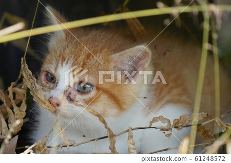 Inugami family, Nana, parents are Sange clan, 2020, New Year, cats, stray cats, kittens, brown and white, hair is bobo, mofumov Inugami family, Nana, parents are Sange clan, 2020, New Year, cats, stray cats, kittens, brown and white, hair is bobo, mofumov 61248572