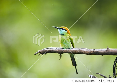 Colorful bee eater on branch 61248643