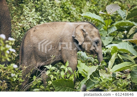 Wildlife elephant in Sri Lanka 61248646