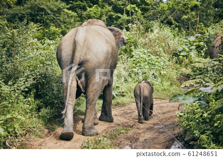 Wildlife elephants in Sri Lanka 61248651