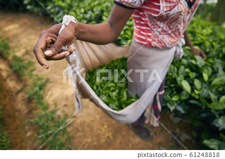 Harvest on tea plantation 61248818