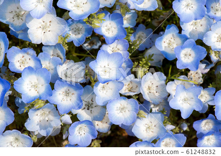 Closed up of Nemophila (Baby blue eyes) flower 61248832