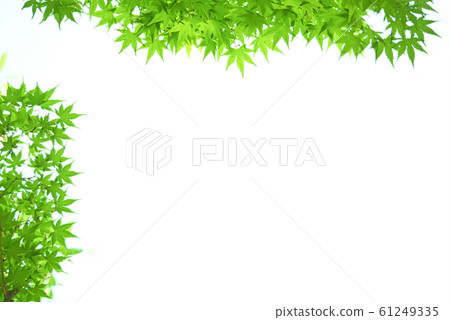 Fresh green maple Fresh green maple 61249335