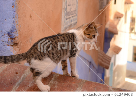 Chefchaouen cat 61249408