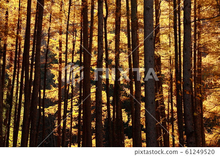 Autumn of the Karamatsu Autumn of the Karamatsu 61249520