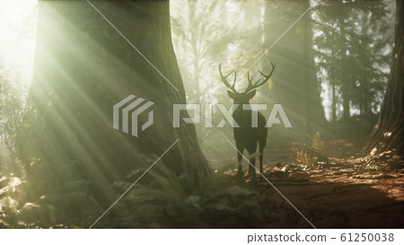 Beautiful deer in the forest with amazing lights 61250038