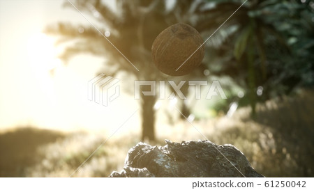 extreme slow motion falling coconut in jungle 61250042