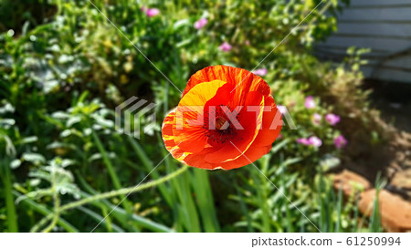 Gardening poppy flowers 61250994