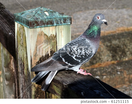 eh! (A pigeon that looks surprised even though he hasn't eaten a peashooter) 61251115