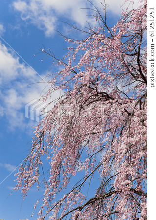 [Spring image] Sakura and blue sky 61251251