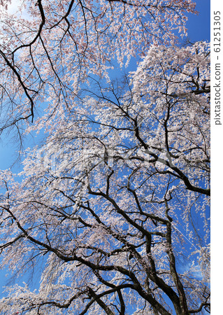 [Spring image] Sakura and blue sky 61251305