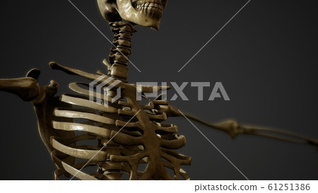 bones of the Human skeleton 61251386