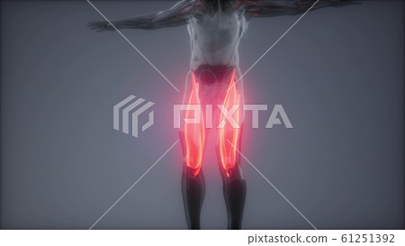 thigh muscles - Visible muscle anatomy map thigh muscles - Visible muscle anatomy map 61251392