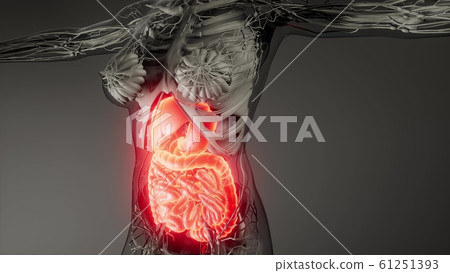 human digestive system parts and functions human digestive system parts and functions 61251393