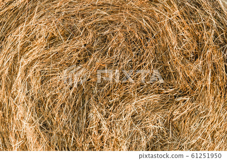 A close-up shot of a twisted haystack, dry straw. Hay texture. Harvesting concept in agriculture 61251950