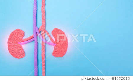 Human kidneys on a blue background. Human kidney disease concept, pyelonephritis, kidney stones, infection, copy space 61252013
