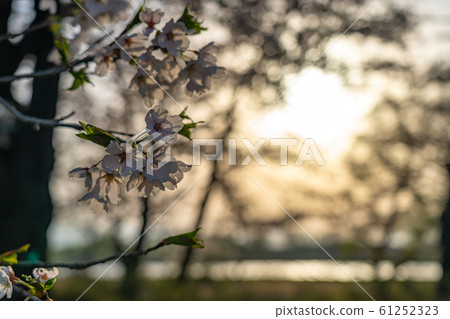 Cherry blossoms in full bloom Spring sunlight image Somei Yoshino Colorful spring feature close-up Backlit sunny fine weather Cherry blossoms in full bloom Spring sunlight image Somei Yoshino Colorful spring feature close-up Backlit sunny fine weather 61252323
