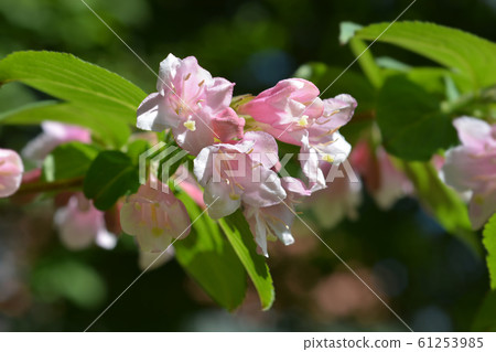 Japanese weigela 61253985
