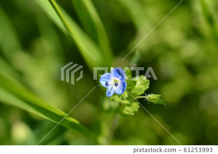 Birdeye speedwell 61253993